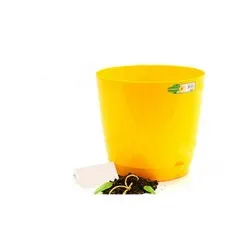 Саксия Гланцерита Йелол 5 размера