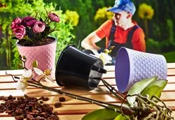 Саксия в кашпа 3 размера