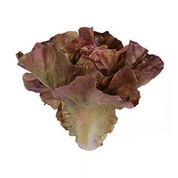 Декоративна маруля